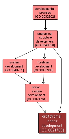 GO:0021769 - orbitofrontal cortex development (interactive image map)