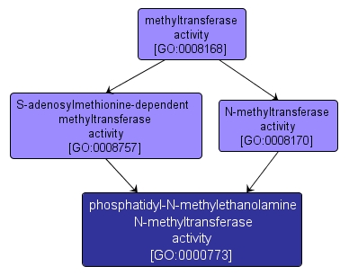 GO:0000773 - phosphatidyl-N-methylethanolamine N-methyltransferase activity (interactive image map)
