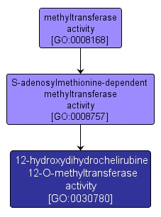GO:0030780 - 12-hydroxydihydrochelirubine 12-O-methyltransferase activity (interactive image map)