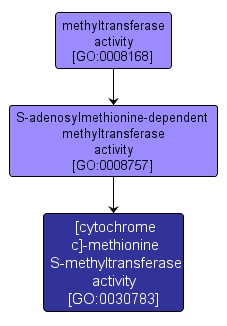 GO:0030783 - [cytochrome c]-methionine S-methyltransferase activity (interactive image map)