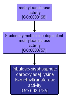 GO:0030785 - [ribulose-bisphosphate carboxylase]-lysine N-methyltransferase activity (interactive image map)