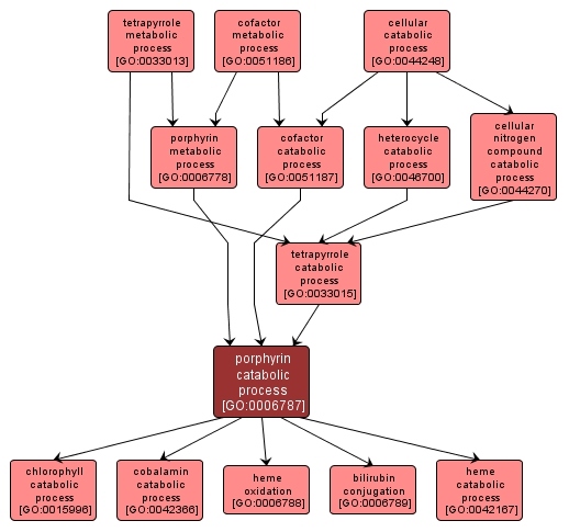 GO:0006787 - porphyrin catabolic process (interactive image map)