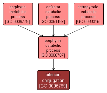 GO:0006789 - bilirubin conjugation (interactive image map)