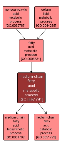 GO:0051791 - medium-chain fatty acid metabolic process (interactive image map)