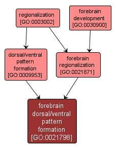 GO:0021798 - forebrain dorsal/ventral pattern formation (interactive image map)