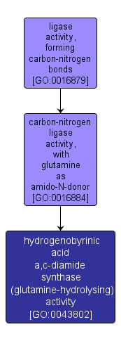 GO:0043802 - hydrogenobyrinic acid a,c-diamide synthase (glutamine-hydrolysing) activity (interactive image map)