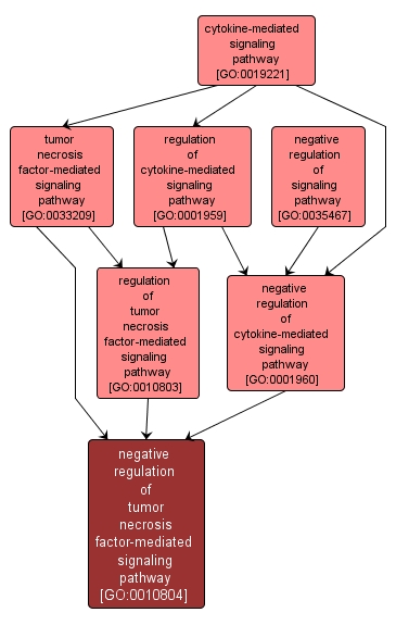 GO:0010804 - negative regulation of tumor necrosis factor-mediated signaling pathway (interactive image map)