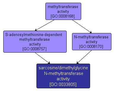 GO:0033805 - sarcosine/dimethylglycine N-methyltransferase activity (interactive image map)