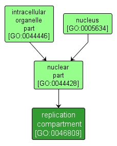 GO:0046809 - replication compartment (interactive image map)