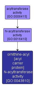 GO:0043810 - ornithine-acyl [acyl carrier protein] N-acyltransferase activity (interactive image map)