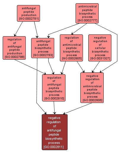 GO:0002811 - negative regulation of antifungal peptide biosynthetic process (interactive image map)