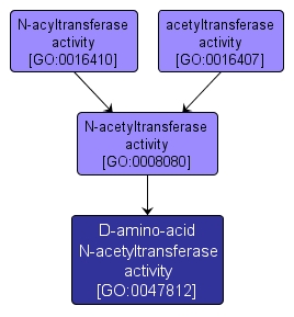 GO:0047812 - D-amino-acid N-acetyltransferase activity (interactive image map)