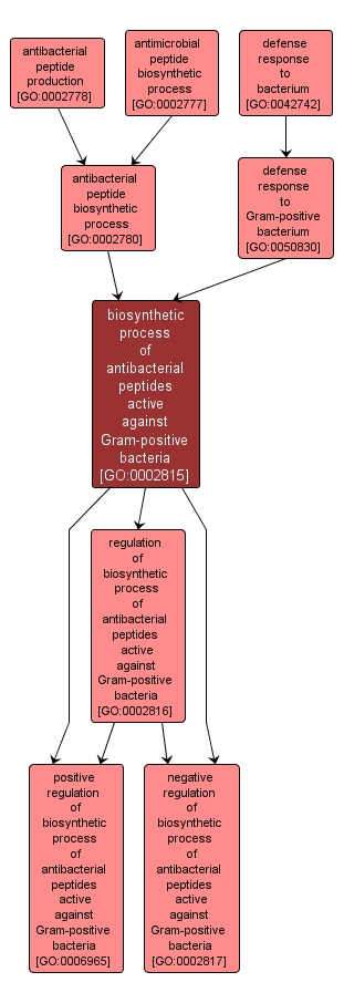 GO:0002815 - biosynthetic process of antibacterial peptides active against Gram-positive bacteria (interactive image map)