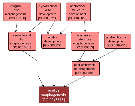 GO:0048816 - ocellus morphogenesis (interactive image map)