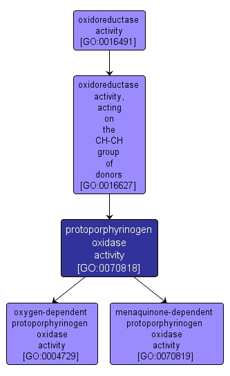 GO:0070818 - protoporphyrinogen oxidase activity (interactive image map)