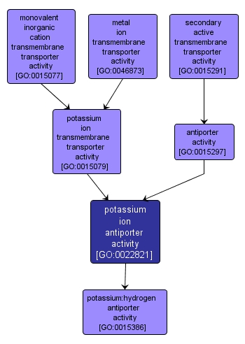 GO:0022821 - potassium ion antiporter activity (interactive image map)