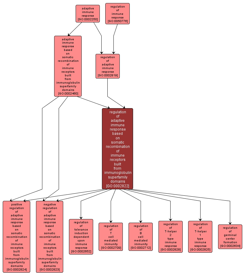 GO:0002822 - regulation of adaptive immune response based on somatic recombination of immune receptors built from immunoglobulin superfamily domains (interactive image map)