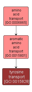 GO:0015828 - tyrosine transport (interactive image map)