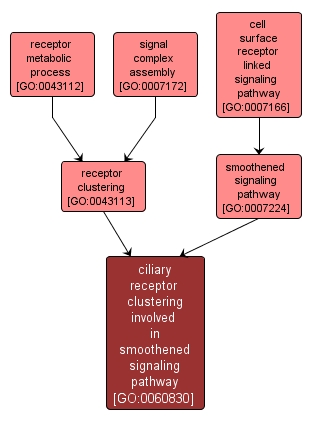 GO:0060830 - ciliary receptor clustering involved in smoothened signaling pathway (interactive image map)
