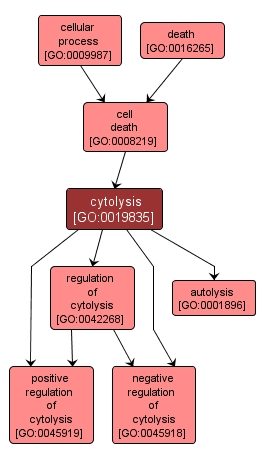 GO:0019835 - cytolysis (interactive image map)