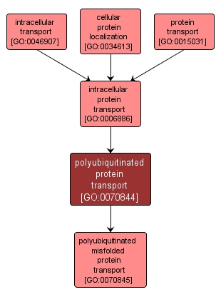 GO:0070844 - polyubiquitinated protein transport (interactive image map)