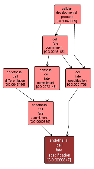 GO:0060847 - endothelial cell fate specification (interactive image map)