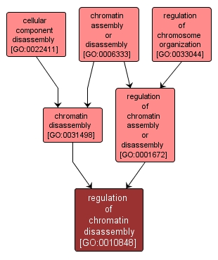 GO:0010848 - regulation of chromatin disassembly (interactive image map)
