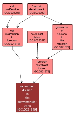 GO:0021849 - neuroblast division in the subventricular zone (interactive image map)