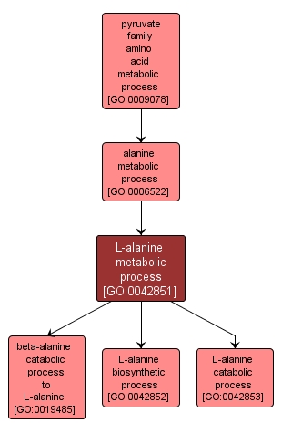GO:0042851 - L-alanine metabolic process (interactive image map)