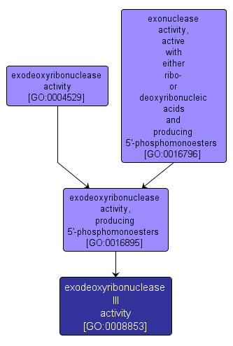 GO:0008853 - exodeoxyribonuclease III activity (interactive image map)