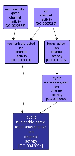 GO:0043854 - cyclic nucleotide-gated mechanosensitive ion channel activity (interactive image map)