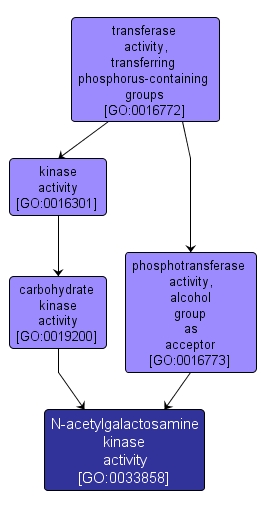 GO:0033858 - N-acetylgalactosamine kinase activity (interactive image map)