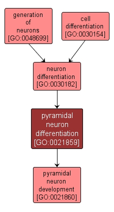 GO:0021859 - pyramidal neuron differentiation (interactive image map)