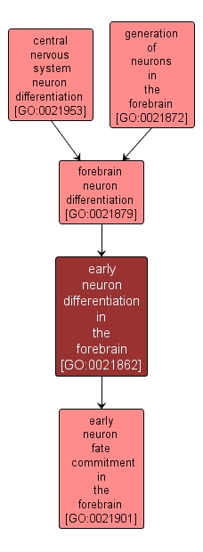 GO:0021862 - early neuron differentiation in the forebrain (interactive image map)