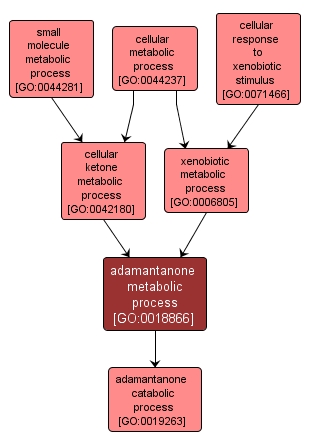 GO:0018866 - adamantanone metabolic process (interactive image map)