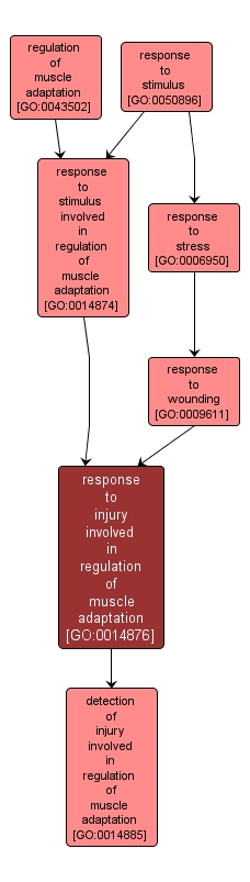 GO:0014876 - response to injury involved in regulation of muscle adaptation (interactive image map)