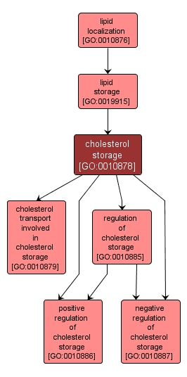 GO:0010878 - cholesterol storage (interactive image map)