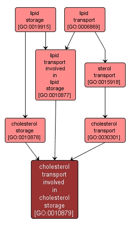 GO:0010879 - cholesterol transport involved in cholesterol storage (interactive image map)