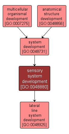 GO:0048880 - sensory system development (interactive image map)