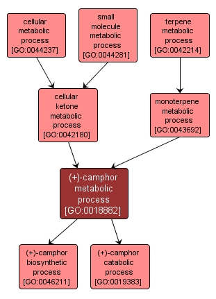 GO:0018882 - (+)-camphor metabolic process (interactive image map)