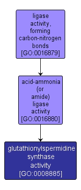 GO:0008885 - glutathionylspermidine synthase activity (interactive image map)