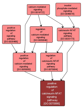 GO:0070886 - positive regulation of calcineurin-NFAT signaling pathway (interactive image map)