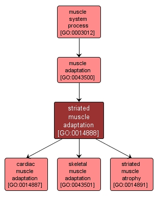 GO:0014888 - striated muscle adaptation (interactive image map)