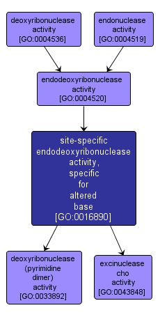 GO:0016890 - site-specific endodeoxyribonuclease activity, specific for altered base (interactive image map)