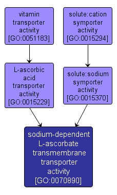 GO:0070890 - sodium-dependent L-ascorbate transmembrane transporter activity (interactive image map)