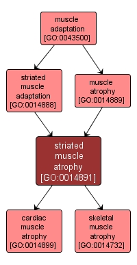 GO:0014891 - striated muscle atrophy (interactive image map)