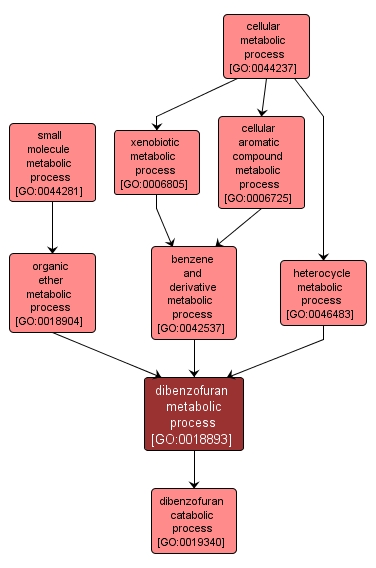 GO:0018893 - dibenzofuran metabolic process (interactive image map)