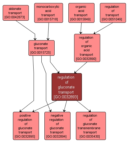 GO:0032893 - regulation of gluconate transport (interactive image map)