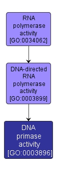 GO:0003896 - DNA primase activity (interactive image map)