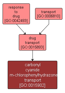 GO:0015902 - carbonyl cyanide m-chlorophenylhydrazone transport (interactive image map)